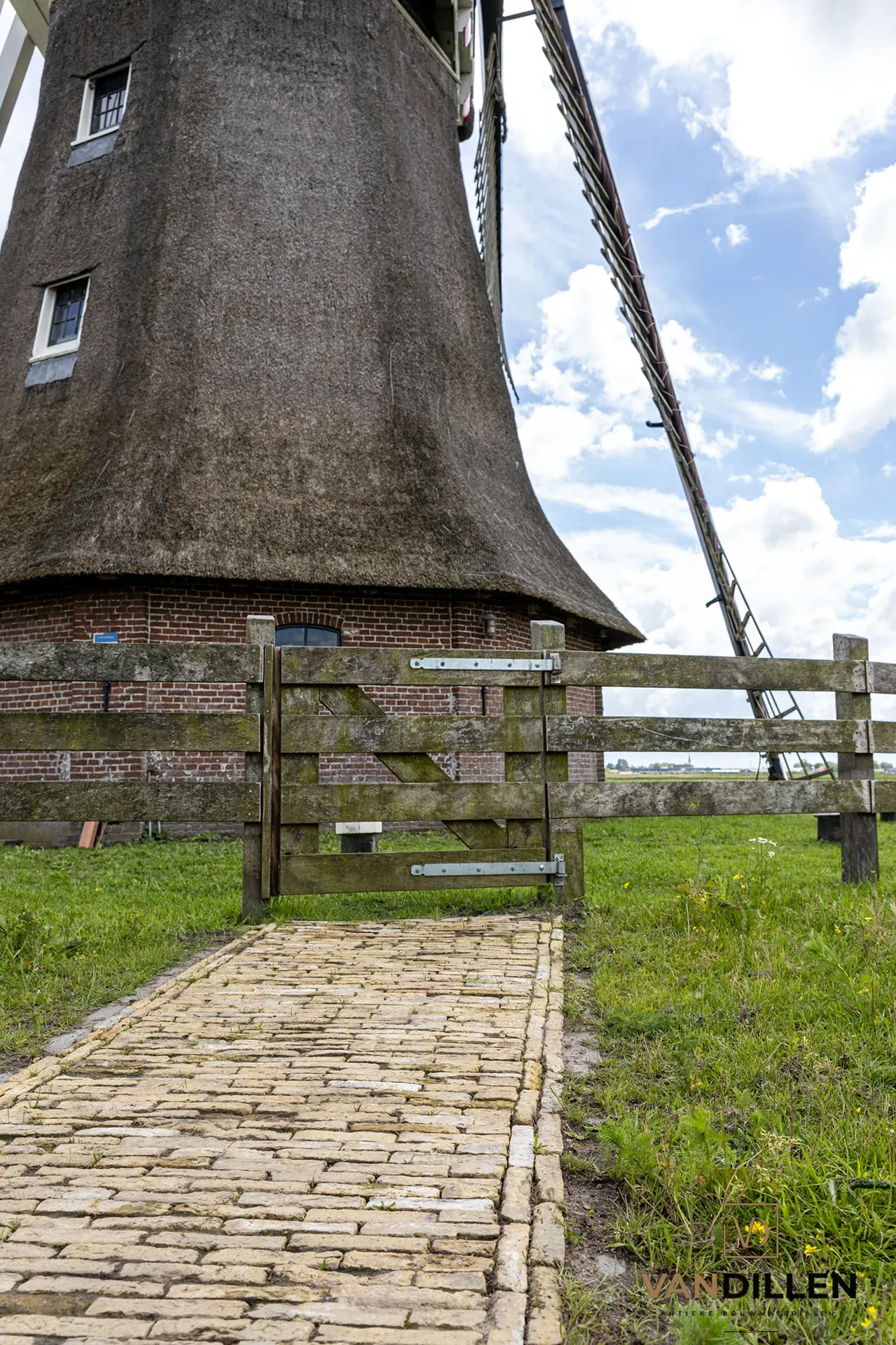 Boerengeeltjes bij molen in Wergea