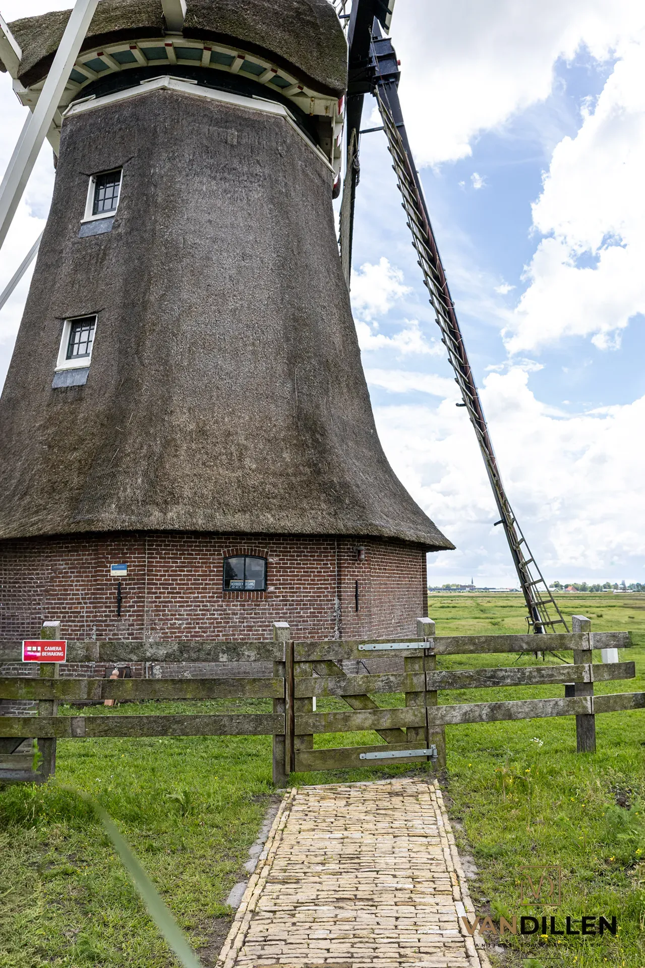 Boerengeeltjes bij molen in Wergea