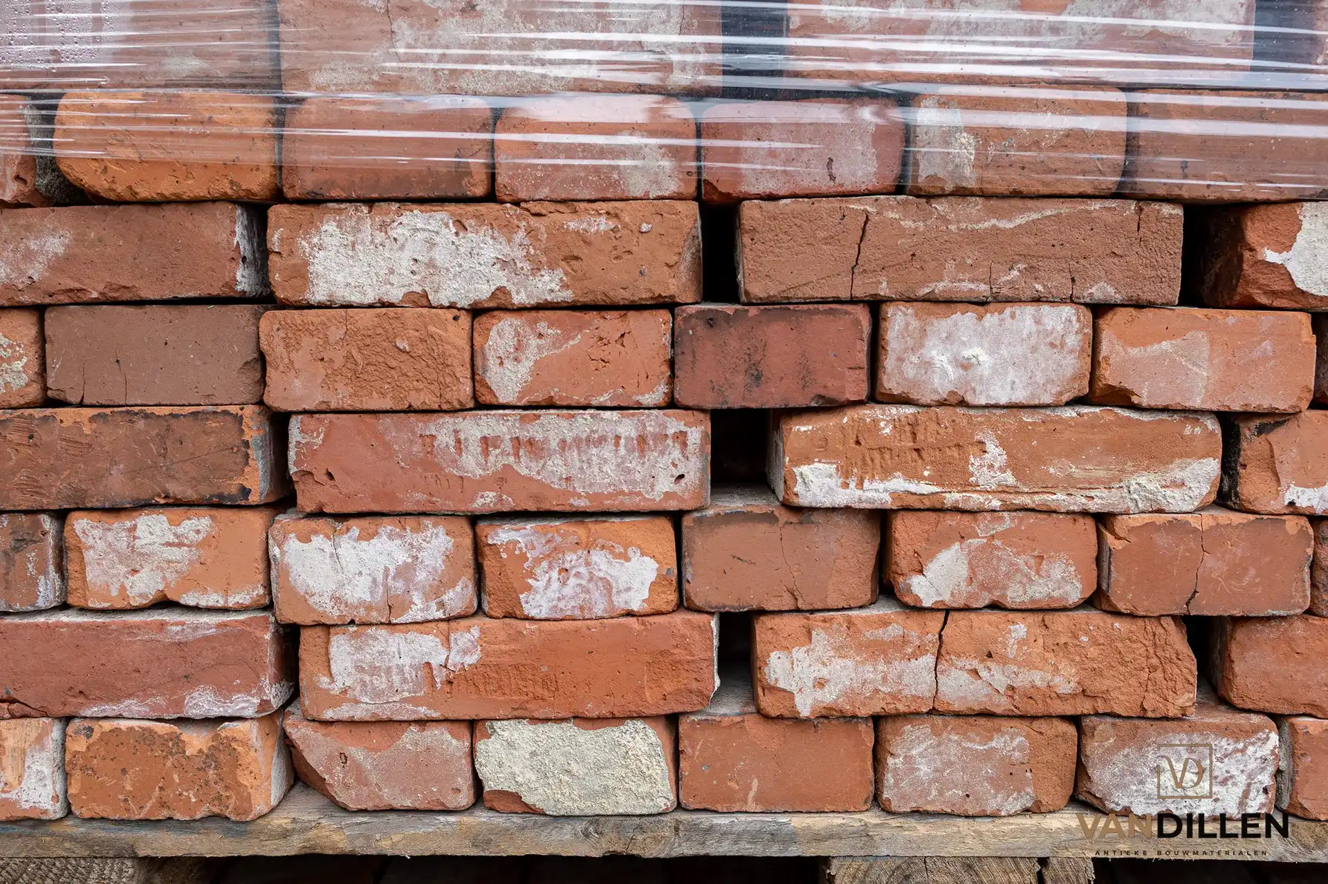 Gladde Groninger Kopen